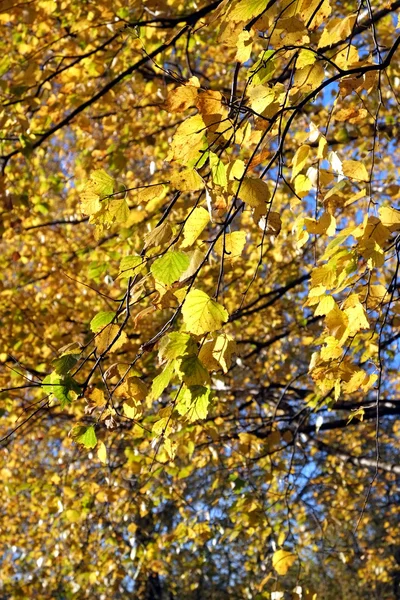 Жовте листя на гілках восени — стокове фото