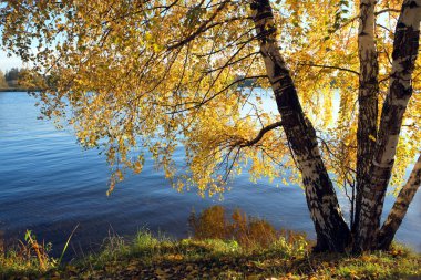 Ağaç Riverside'da ile güzel kırsal manzara