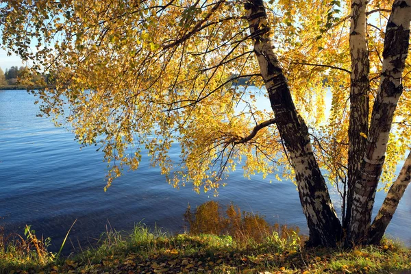 美丽的乡村景观与在河边的桦树 — 图库照片