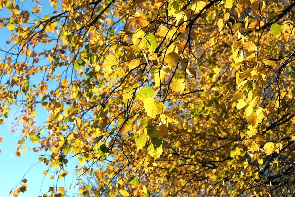 Žluté listy na větvích na podzim — Stock fotografie