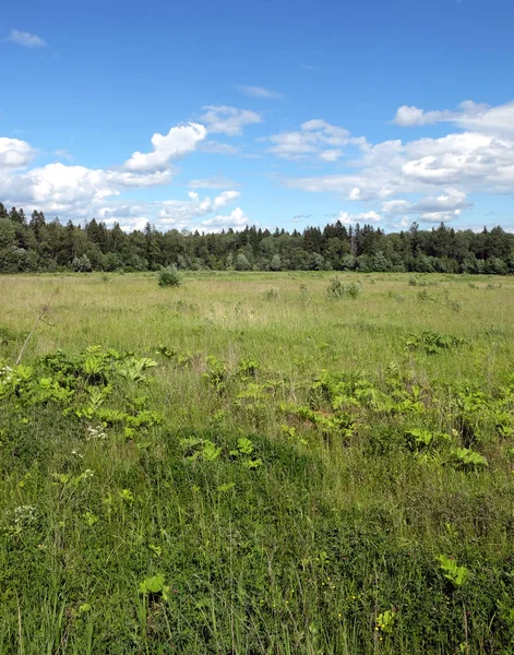 Paisagem natural com campo verde e floresta — Fotografia de Stock