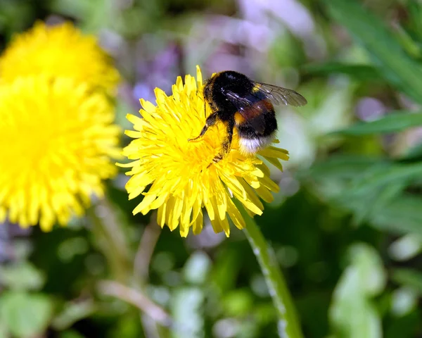 Bumble bee raccoglie polline su un dente di leone petali di fiori, in erba verde su un chiaro, soleggiato giorno d'estate vista da vicino — Foto Stock