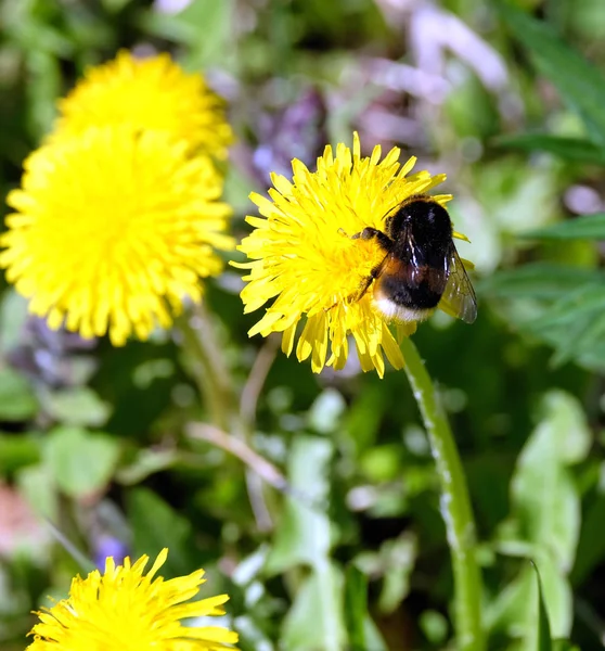 Bumble bee raccoglie polline su un dente di leone petali di fiori, in erba verde su un chiaro, soleggiato giorno d'estate vista da vicino — Foto Stock