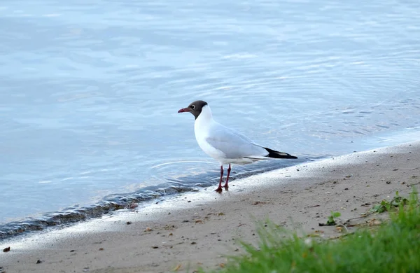 Seagull stand na linha da costa do rio com areia e grama no dia de verão — Fotografia de Stock