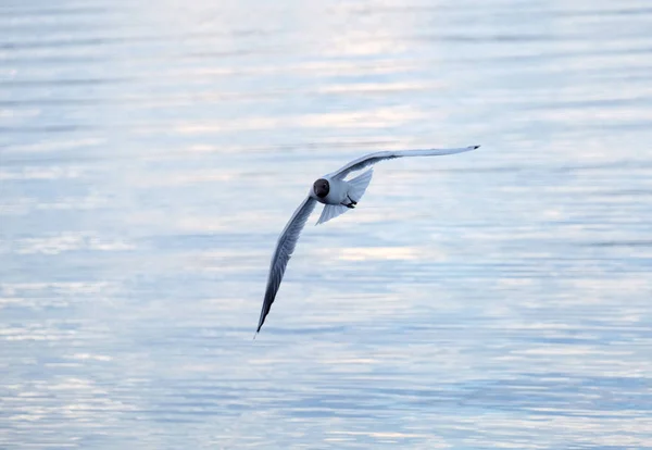 Gaivota voando sobre a superfície da água vista de perto — Fotografia de Stock