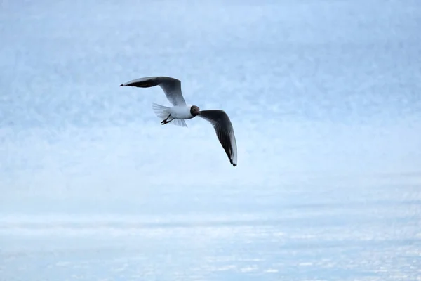 Gaivota do lago na coloração do casamento voando sobre a superfície da água vista de perto — Fotografia de Stock