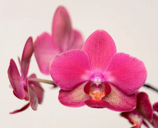 Orchid flowers isolated on beige background — Stock Photo, Image