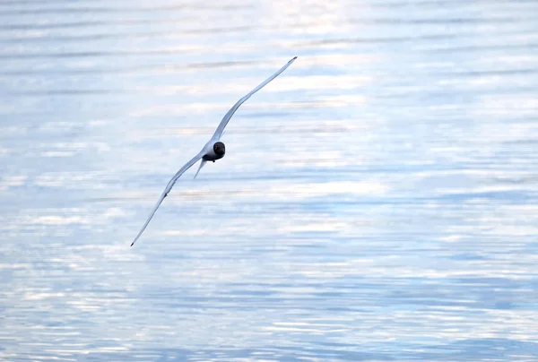 Su yüzey üzerinde uçan martı — Stok fotoğraf