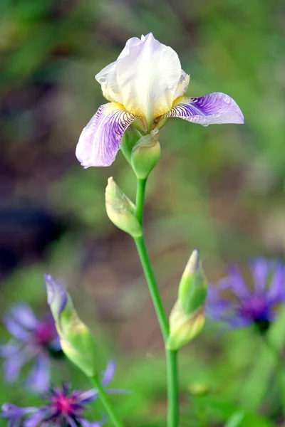 Iris växa på blur grön bakgrund i sommardag — Stockfoto