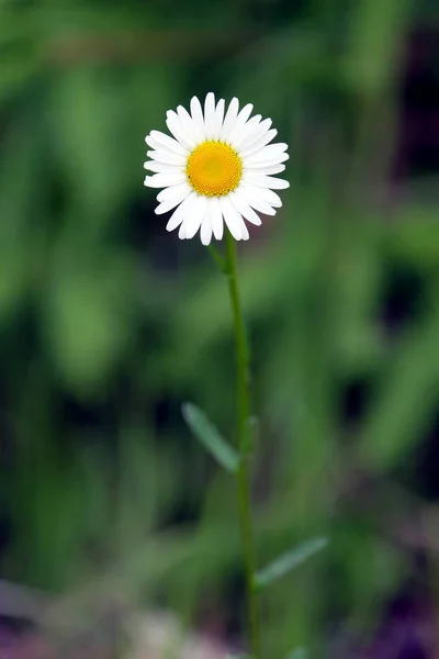 Único campo flor margarida flor no fundo borrão verde — Fotografia de Stock