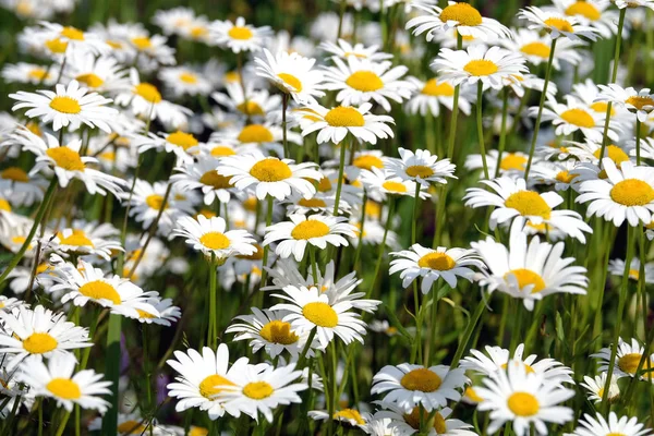 Mnoho polí daisy květin na louce v létě den closeup — Stock fotografie