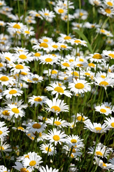 Lote de flores de margarida de campo no prado no dia de verão closeup — Fotografia de Stock