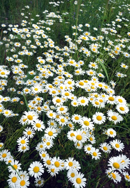 Veel van de madeliefjebloemen veld op weide in zomer dag closeup — Stockfoto