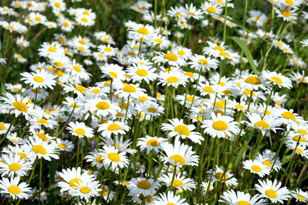Wiele pól stokrotka kwiaty na łące w letni dzień zbliżenie — Zdjęcie stockowe