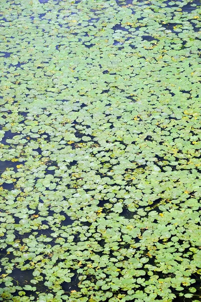 水表面上のビューの背景に丸い葉を持つ植物がたくさん — ストック写真