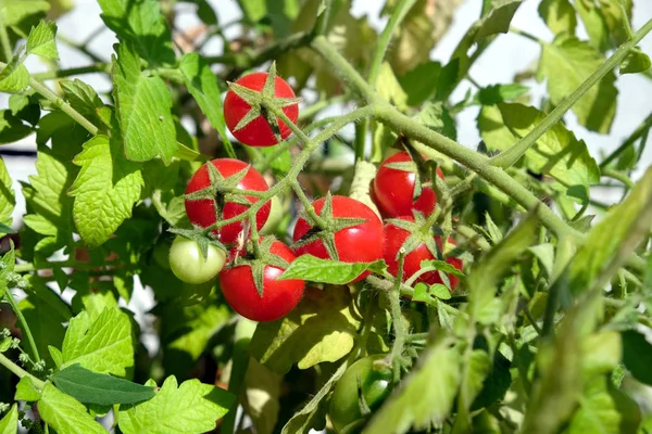 Tomates cerises pousse sur la branche profondément dans le jardin sous la vue ensoleillée de jour d'été — Photo