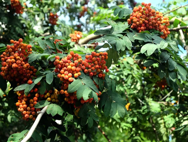Muitos rowanberries pendura em ramos verdes closeup — Fotografia de Stock