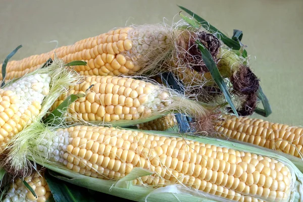 Ernte vieler reifer roher Mais auf dem Maiskolben mit grünen Blättern — Stockfoto
