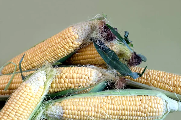 Урожай багатьох стиглих сирих кукурудзи на кобу з зеленим листям ізольовані — стокове фото