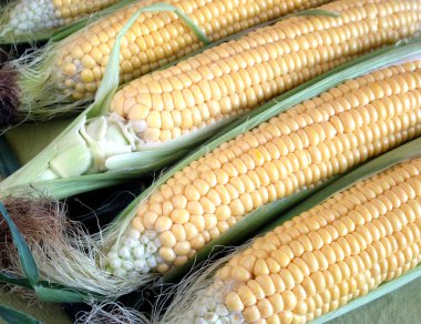 Yeşil tablo kumaş yan görünüm üzerinde olgunlaşmış Mısır