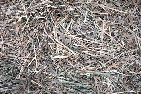 Un montón de heno seco como fondo o textura vista frontal — Foto de Stock