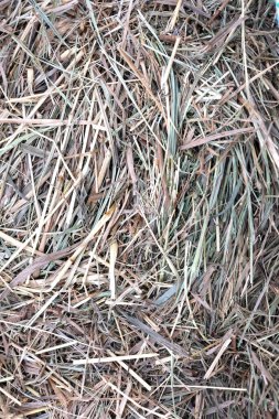 Arka plan veya doku önden görünüm olarak kuru saman bir sürü