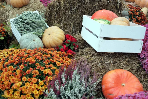 Still life with lot of flowers and autumn vegetables on hay — Stock Photo, Image