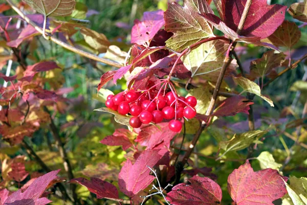 Colorful viburnum bush with red berries on branch in autumn — Stock Photo, Image