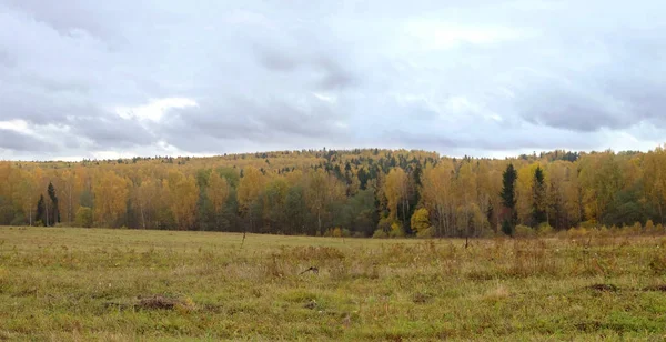 Paisaje rústico con hojas amarillas en los árboles en el bosque lejano bajo cielo gris en día nublado del otoño —  Fotos de Stock