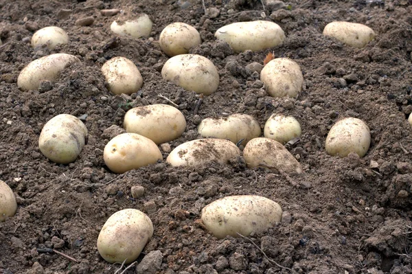 Muitos maduros jovens tubérculos de batatas no chão closeup — Fotografia de Stock