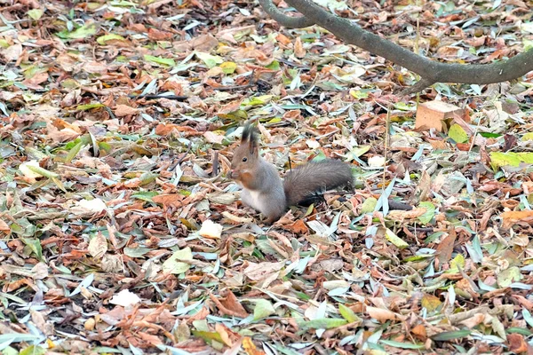 Flauschiges braunes Eichhörnchen sitzt dazwischen auf abgefallenem Laubteppich im Herbstpark — Stockfoto