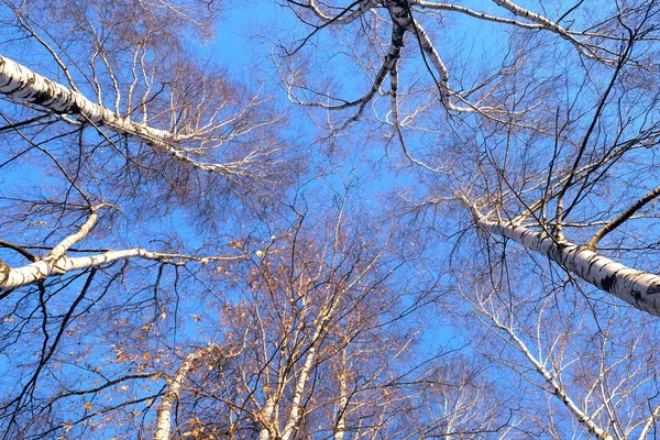 Foresta di betulla sul sanny vista autunno dal basso verso l'alto — Foto Stock