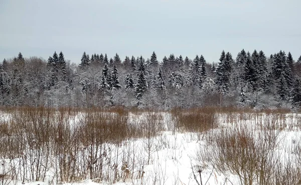 Venkova Zimní Krajina Jehličnatého Lesa Polem Pokryté Sněhem Zimě Chladný — Stock fotografie