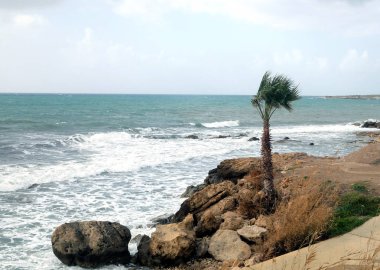Yalnız önünde taşlı kıyısında büyüyen palmiye ağacı ile fırtınalı bir denizde dalgalar sonu bulutlu gökyüzü karşı boş vahşi beach hakkında ile bulutlu rüzgarlı gün manzara