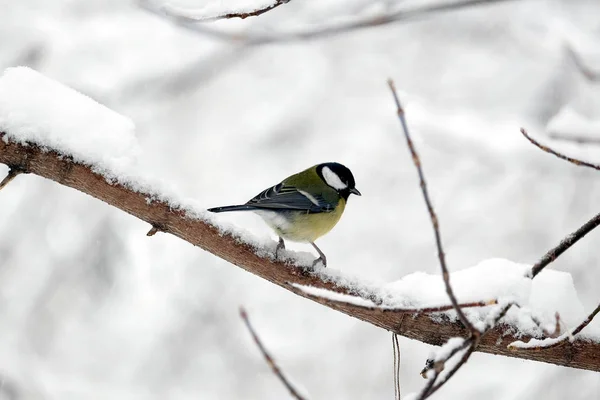 Alone Great Tit Sits Frozen Tree Branch Snowy Winter Forest — Stock Photo, Image
