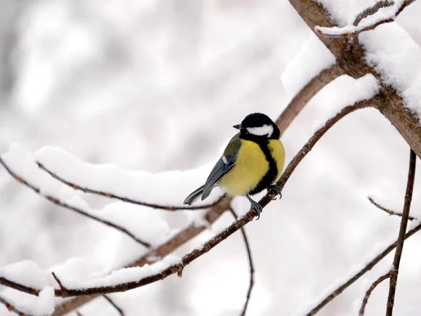 Alone Great Tit Sits Frozen Tree Branch Snowy Winter Forest — Stock Photo, Image