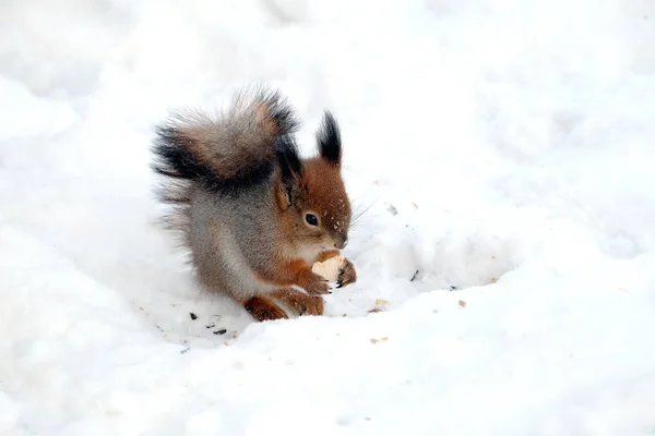 Écureuil Est Assis Sur Neige Mange Nourriture Plein Air Hiver — Photo