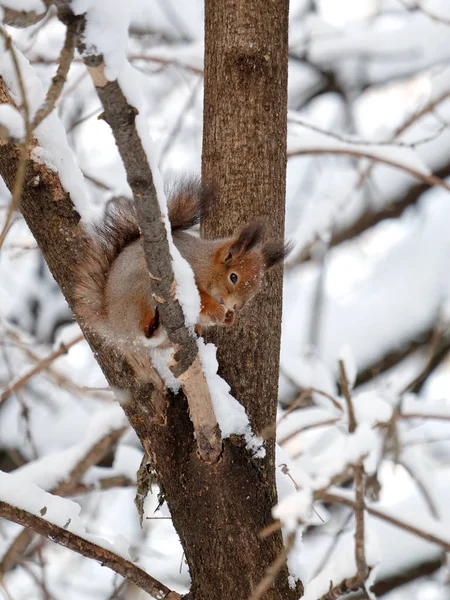 Eichhörnchen Sitzt Und Frisst Futter Auf Gefrorenem Ast Verschneiten Winterwald — Stockfoto