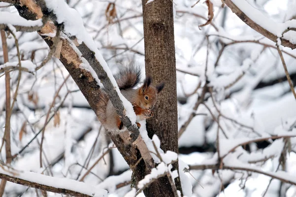 座っていると雪に覆われた冬の森で冷凍木のバレルで食品を食べるリスします — ストック写真