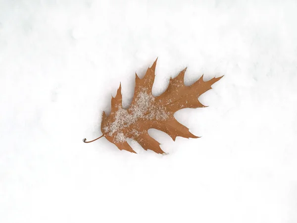 Alone Frozen Brown Maple Leaf Sharp Ends Lies White Snow — Stock Photo, Image