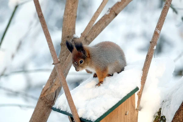 松鼠坐在食物饲养者的顶部冰冻冬季森林特写视图 — 图库照片