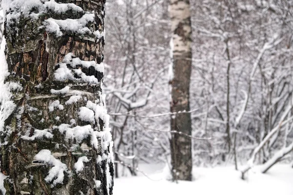 フロントのクローズ アップ ビューで白樺の木の幹にきれいな白い雪で覆われた冬の森 — ストック写真