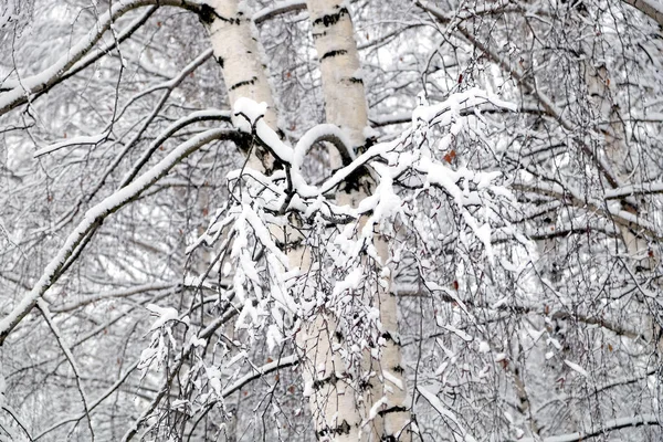 冬天的森林覆盖着干净的白雪 前面有雪树枝的桦树 — 图库照片