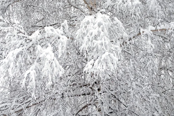美丽的冬季森林覆盖着干净的白雪 前面有雪枝的白树 — 图库照片