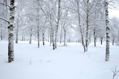 Bulutlu bir günde karlı dalları ile huş ağaçları ile temiz beyaz kar ile kaplı huş ağaçları ile güzel kış ormanı