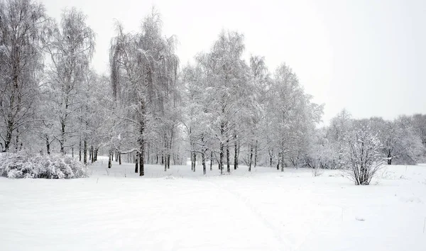 Bela Floresta Inverno Com Bétulas Cobertas Com Neve Branca Limpa — Fotografia de Stock