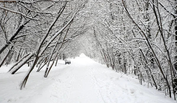 Vackert Landskap Med Rak Snötäckt Stig Med Bänkar Går Till — Stockfoto