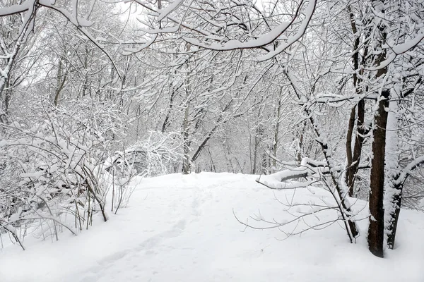Όμορφο Τοπίο Χιόνι Καλυμμένο Μονοπάτι Στο Δάσος Ανάμεσα Στα Δέντρα — Φωτογραφία Αρχείου