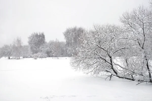 Bela Paisagem Com Caminho Coberto Neve Borda Floresta Rio Congelado — Fotografia de Stock