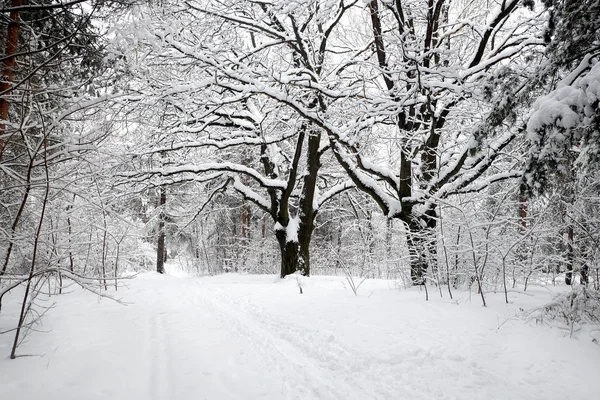 Wunderschöne Landschaft Mit Verzweigten Eichen Und Schneebedecktem Weg Winterwald Bei — Stockfoto